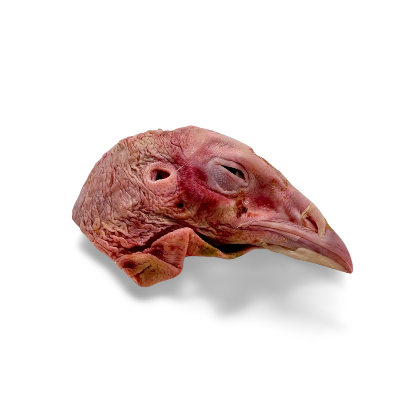 Raw Pasture Raised Turkey Head